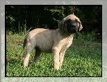 młody, Mastif angielski, Mastiff