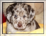 Szczeniak, Owczarek australijski-australian shepherd